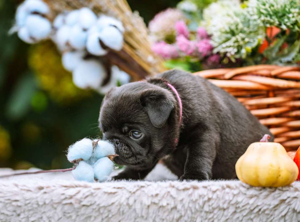 Собаки в Новосибирске: Мопс Сильвана Ветрокрылая Девочка, 60 000 руб. - фото 2
