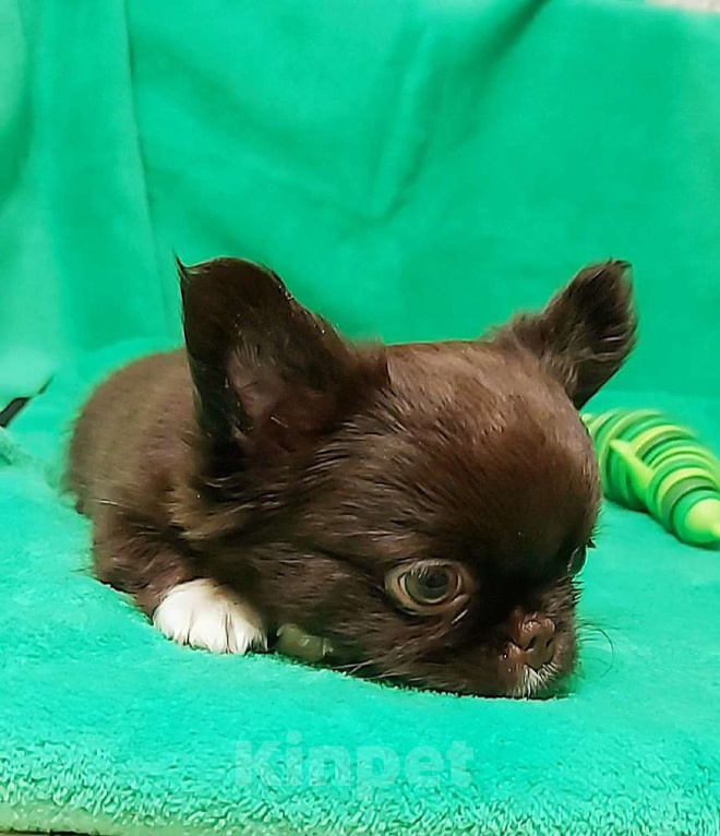 Собаки в Новосибирске: Мальчик Чихуахуа Мальчик, Бесплатно - фото 5