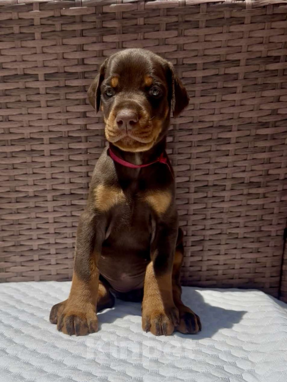 Собаки в Севастополе: Щенки добермана питомник РКФ FCI Мальчик, 80 000 руб. - фото 5