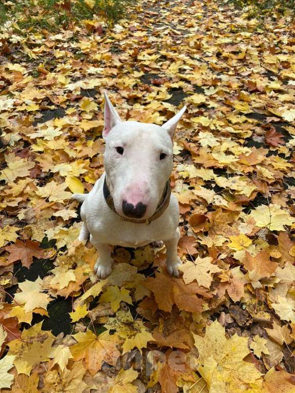 Собаки в Мытищах: Пропал пёс (1,5 года ) Мальчик, 5 000 руб. - фото 2