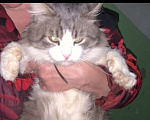 Кошки в Коломне: Котобеда, умер хозяин Мальчик, 1 руб. - фото 1