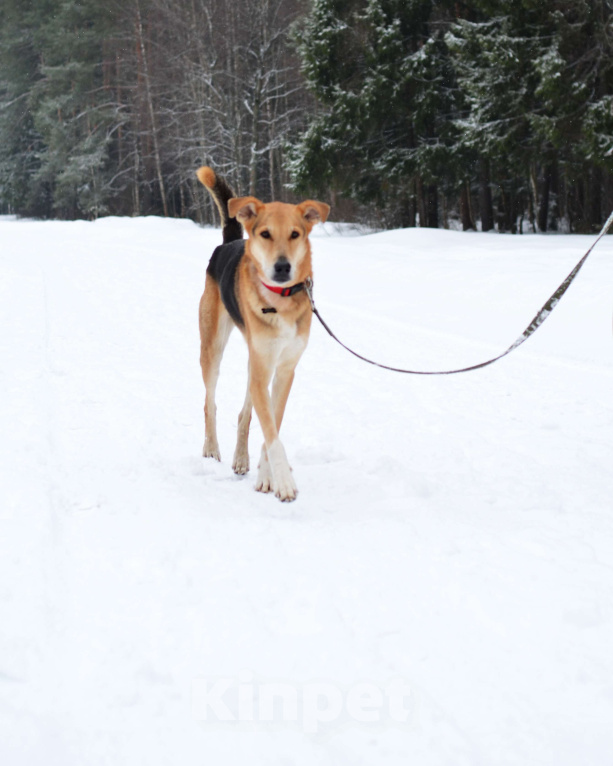 Собаки в Москве: Метис русской гончей ищет дом Мальчик, Бесплатно - фото 8