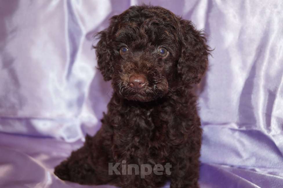 Собаки в Москве: Пудель- шоколадный мальчик Мальчик, 50 000 руб. - фото 1