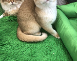 Кошки в Ореховом-Зуево: Британская золотая шиншилла девочка Девочка, 40 000 руб. - фото 7