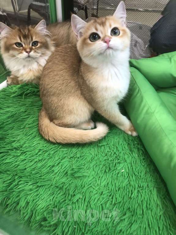 Кошки в Ореховом-Зуево: Британская золотая шиншилла девочка Девочка, 40 000 руб. - фото 7