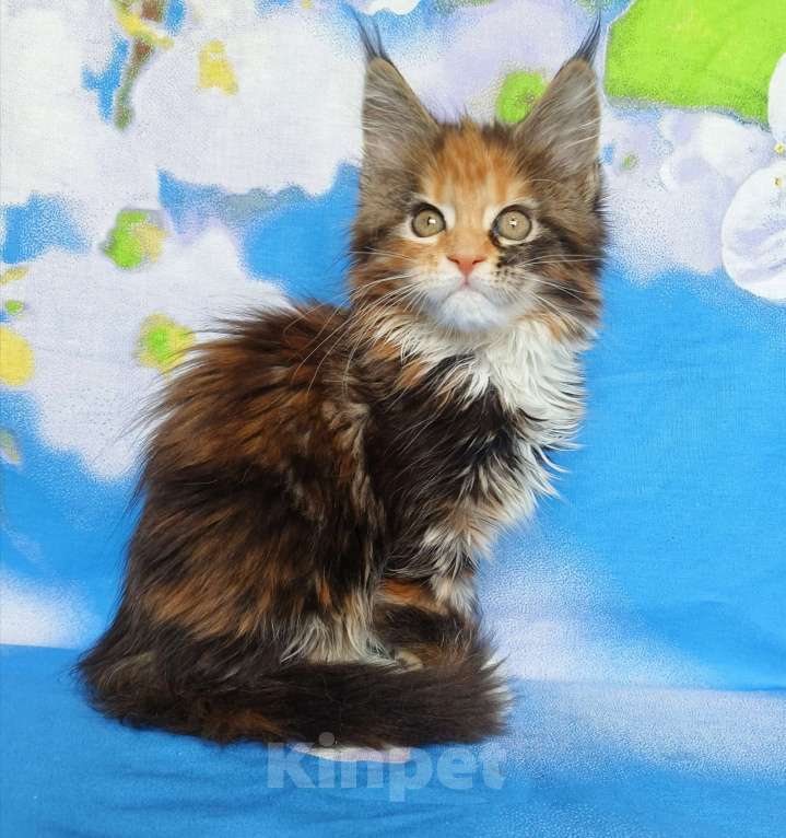 Кошки в Москве: Котёнок из питомника Девочка Девочка, 60 000 руб. - фото 4