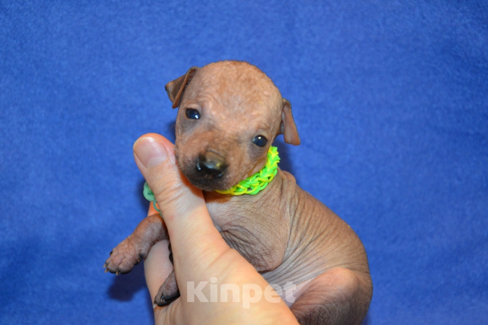 Собаки в Москве: Щенки ксоло мини -мексиканская голая собака  Мальчик, 30 000 руб. - фото 2