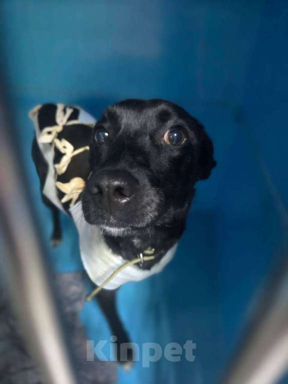 Собаки в Москве: Особенная Шпуленька ищет дом Девочка, Бесплатно - фото 5