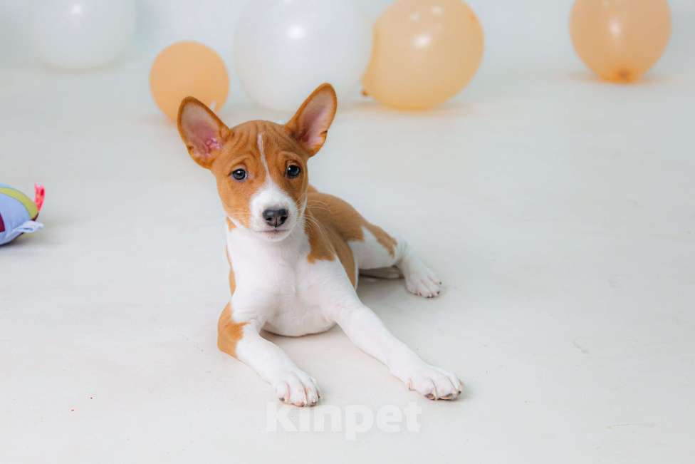 Собаки в Краснокамске: Продажа щенков Мальчик, 60 000 руб. - фото 2