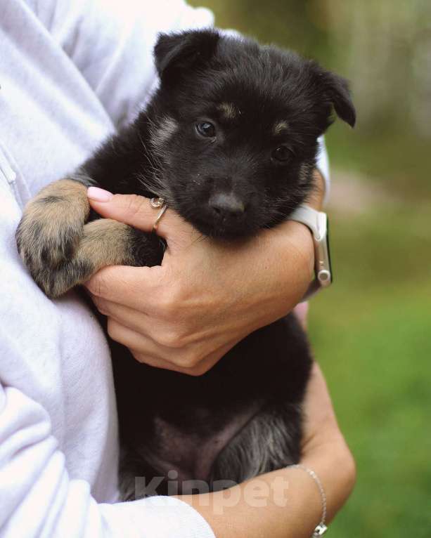 Собаки в Москве: Щенки - девочки ищут дом! Девочка, Бесплатно - фото 5