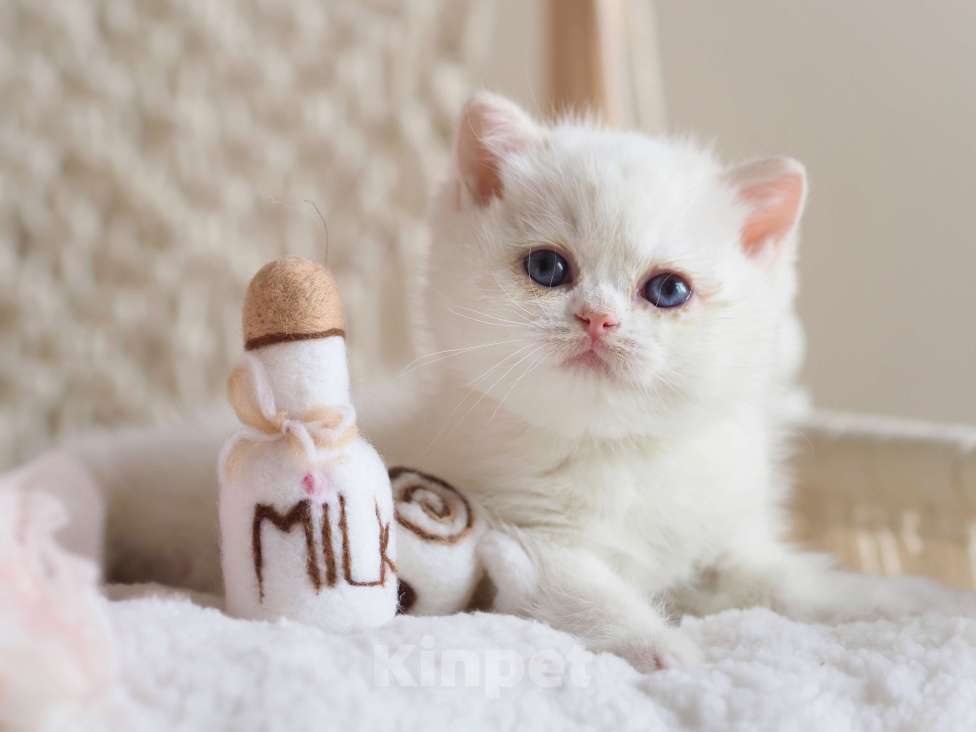 Кошки в Москве: Британский котёнок Неся Девочка, 150 000 руб. - фото 2