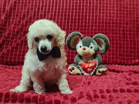 Миниатюрный пудель белый мальчик