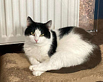 Кошки в Москве: Стеснительный котик Йохан  Мальчик, 50 руб. - фото 7