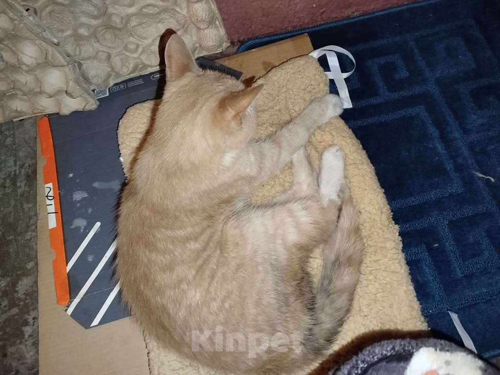 Кошки в Санкт-Петербурге: Кот или кошечка, рыжее животное Девочка, Бесплатно - фото 8