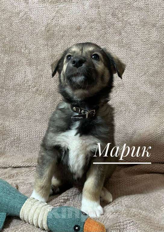 Собаки в Новосибирске: Щенок в добрые руки  Мальчик, 1 руб. - фото 3