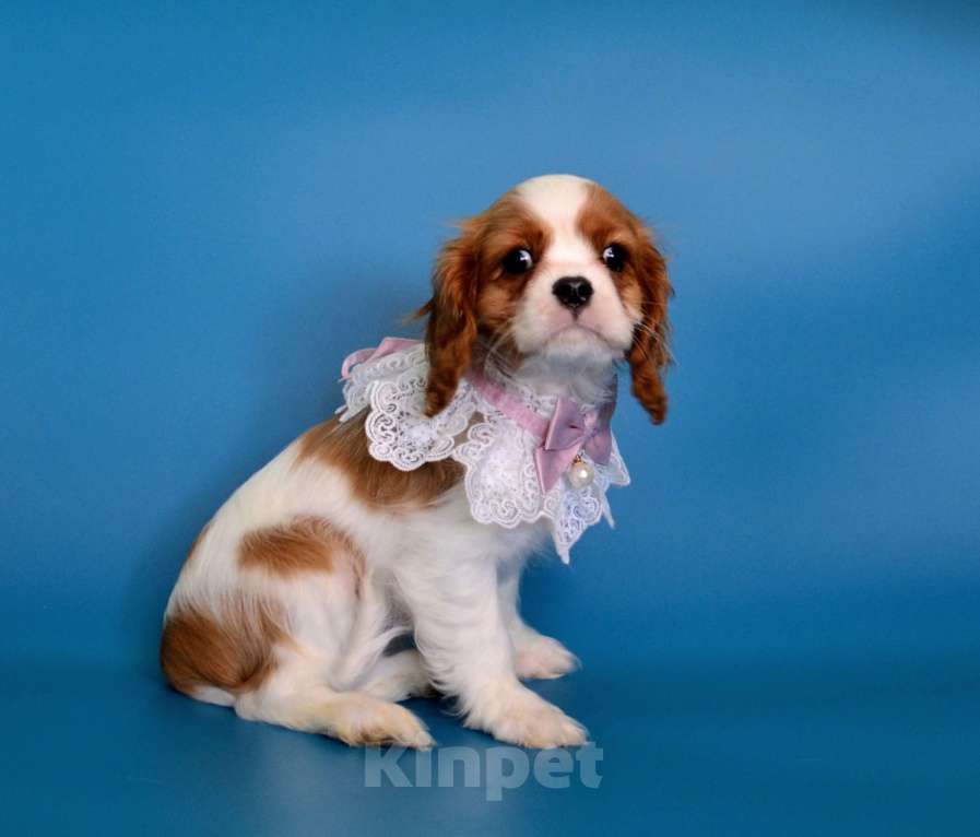 Собаки в Куровском: Девочка Бленхейм Девочка, 85 000 руб. - фото 5