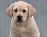 Собаки в Калуге: Палевая девочка лабрадора высокого качества из питомника РКФ/FCI Девочка, Бесплатно - фото 1