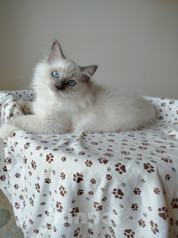 Кошки в Москве: Котик котёнок рэгдолл Мальчик, 60 000 руб. - фото 3
