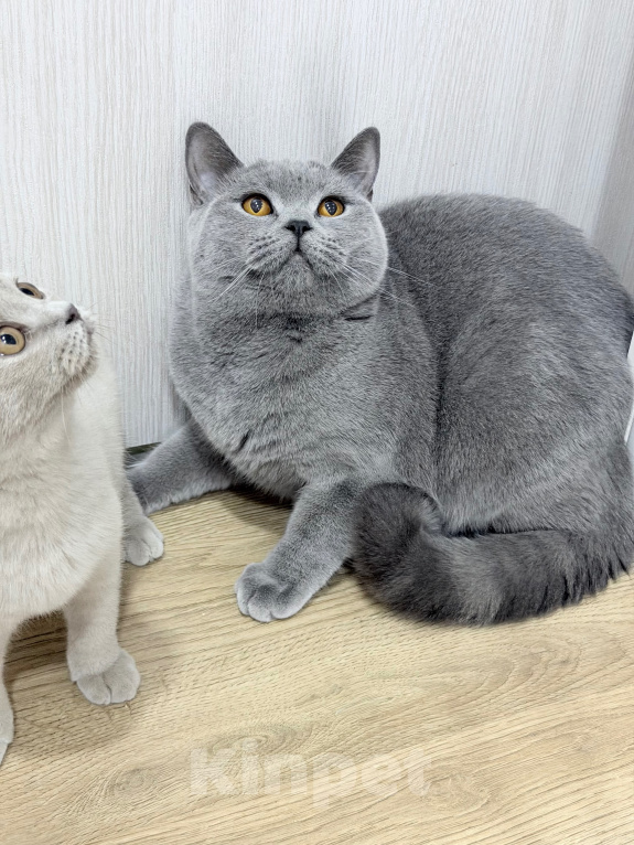 Кошки в Москве: Британский котенок Девочка, 50 000 руб. - фото 8