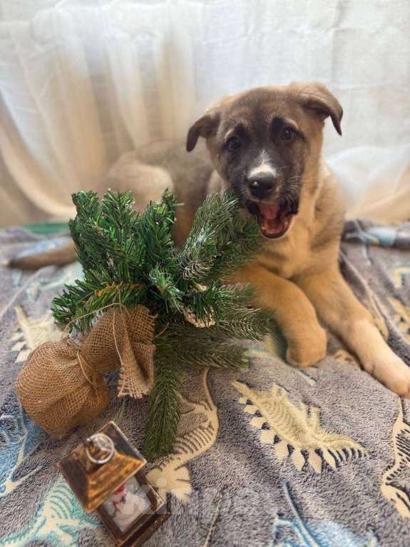 Собаки в Москве: Щенок в добрые руки Девочка, Бесплатно - фото 4