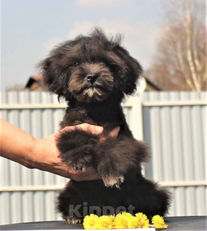 Собаки в Москве: мальтипу мини и микро, бэби фейс Мальчик, 100 000 руб. - фото 5