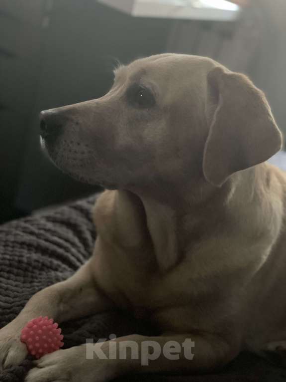 Собаки в Люберцах: В добрые руки  Девочка, Бесплатно - фото 3