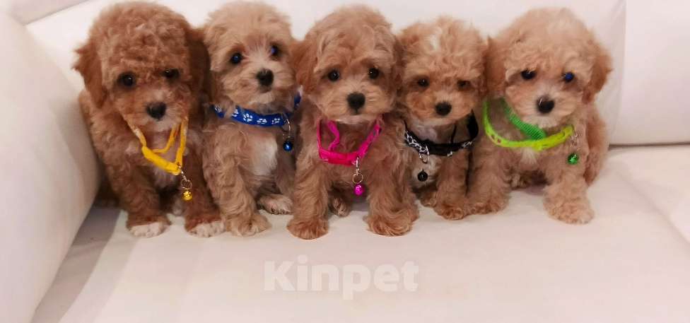 Собаки в Москве: Мальтмпу Ф1 с документами из питомника Мальчик, 80 000 руб. - фото 1