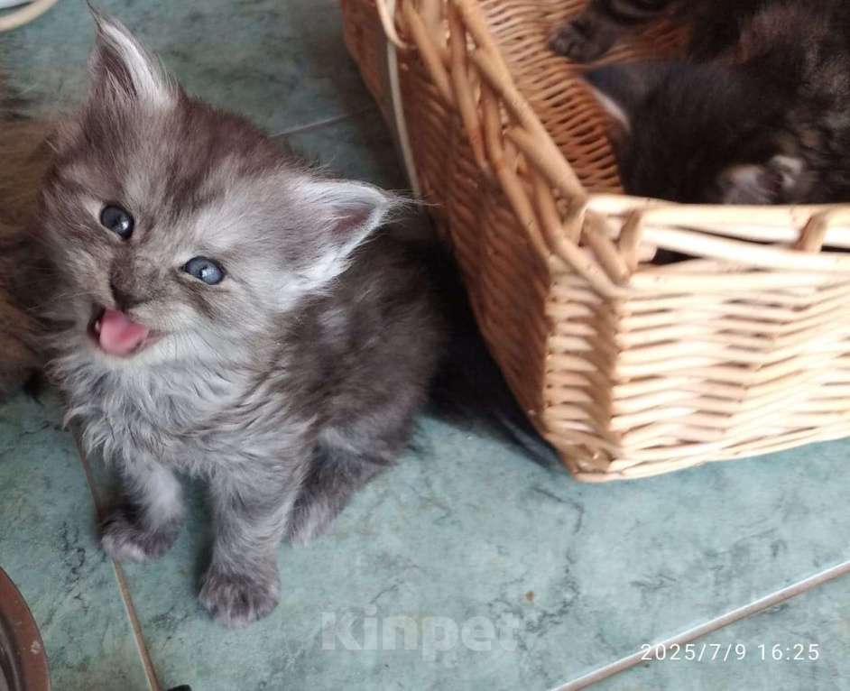 Кошки в других городах Ленинградской области: Котята в руковичках, котики и кошечки, разноцветные мурчалки Девочка, 45 000 руб. - фото 2