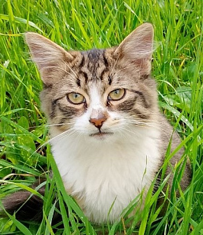 Отдам котенка в добрые руки