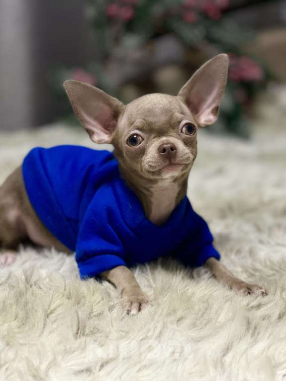 Собаки в Люберцах: Чихуахуа лиловый Мальчик, 45 000 руб. - фото 3