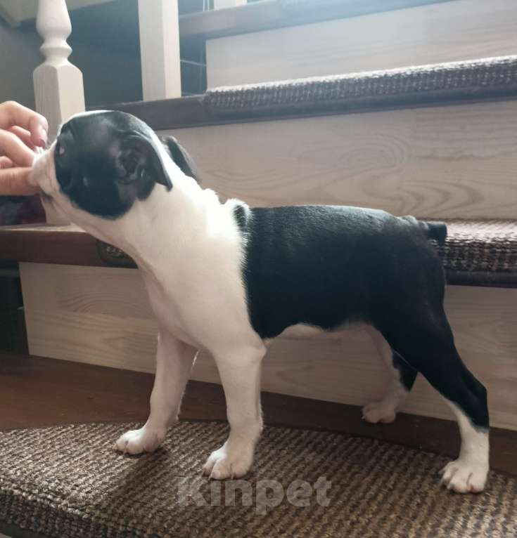 Собаки в Казани: Бостоночка Девочка, 65 000 руб. - фото 2