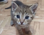 Кошки в Тюмени: Котята Мальчик, Бесплатно - фото 2
