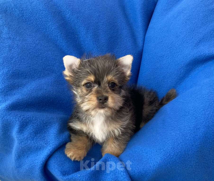 Собаки в Москве: Мерле йорк мальчик стандарт игривый Мальчик, 50 000 руб. - фото 3