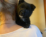 Собаки в Москве: Малышка Мишелька ищет хозяев  Девочка, Бесплатно - фото 1
