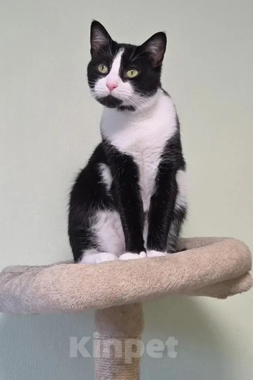 Кошки в Санкт-Петербурге: Котик Маркиз ищет дом Мальчик, Бесплатно - фото 1