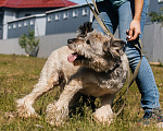 Собаки в Химках: Игривый пес Мальчик, Бесплатно - фото 5