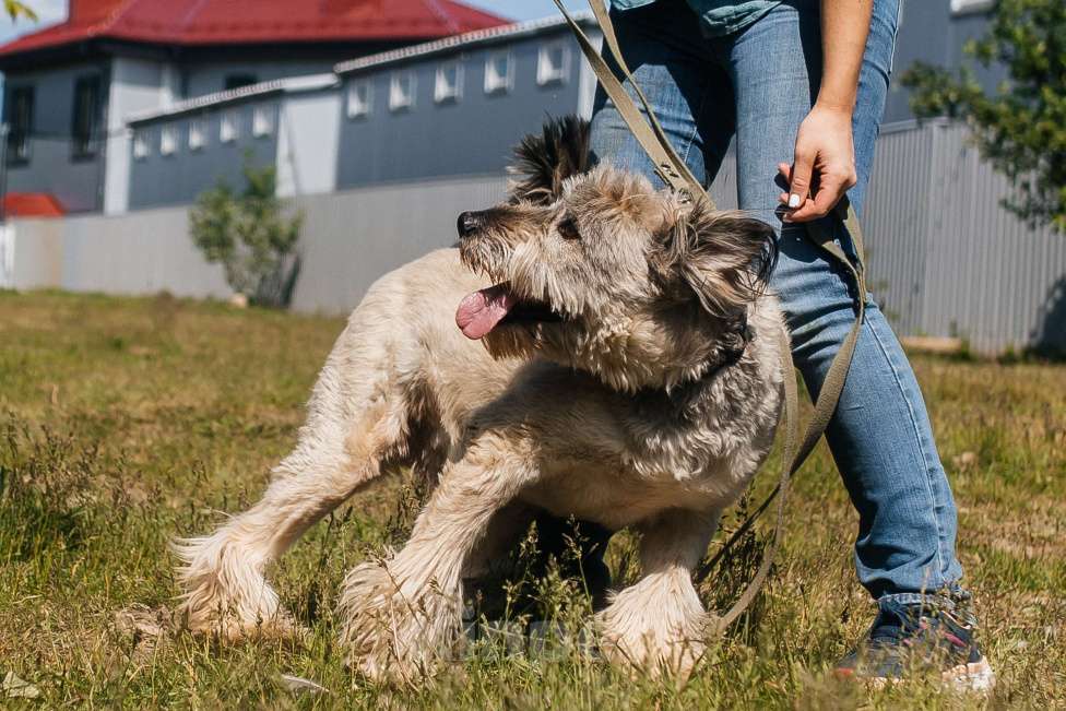 Собаки в Химках: Игривый пес Мальчик, Бесплатно - фото 5