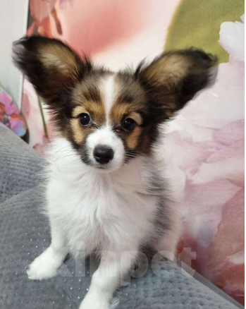 Собаки в Чите: Щенок папийона Девочка, 60 000 руб. - фото 1