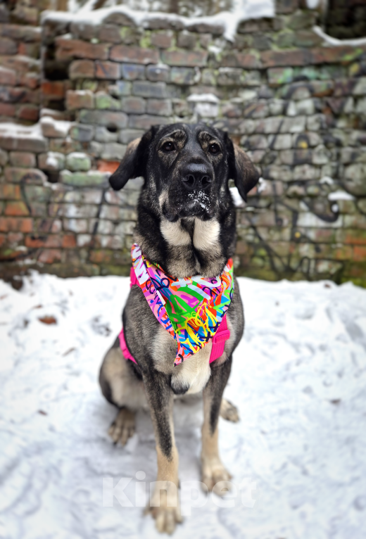 Собаки в Санкт-Петербурге: Собака-антистресс Пеппер ищет дом Девочка, Бесплатно - фото 6