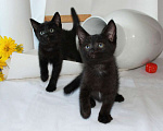 Кошки в Калуге: Три черненьких, веселеньких котенка - Норман, Мартин и Перчик в добрые руки. Мальчик, Бесплатно - фото 5