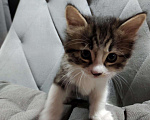 Кошки в Ливны: Котята курильского бобтейла, 12 000 руб. - фото 4