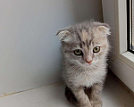 Кошки в Добрянке: Шотландская вислоухая девочка Девочка, 3 000 руб. - фото 2