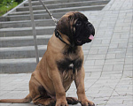 Собаки в Ханты-Мансийске: Щенки бульмастифа! Мальчик, 50 000 руб. - фото 5