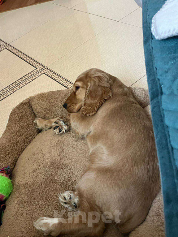 Собаки в Москве: Щенок английский кокер-спаниель ищет новый дом Девочка, 10 000 руб. - фото 4