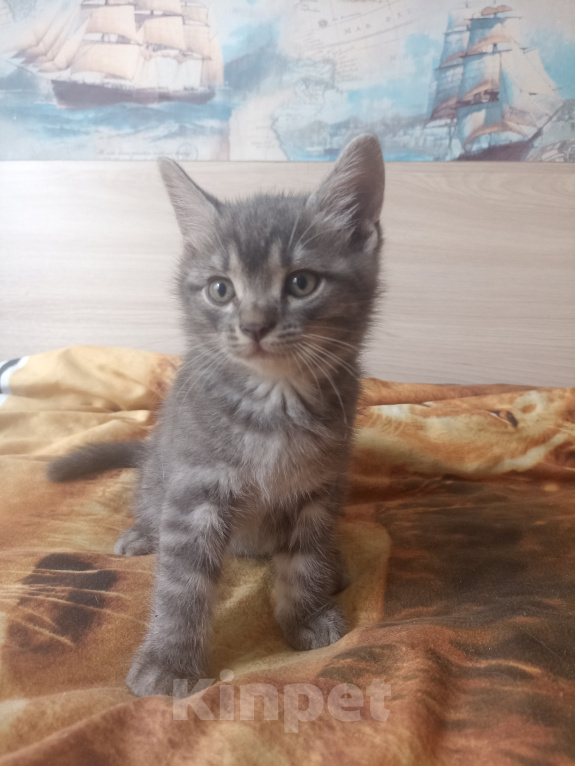 Кошки в Краснодаре: Котята в добрые руки Мальчик, Бесплатно - фото 5