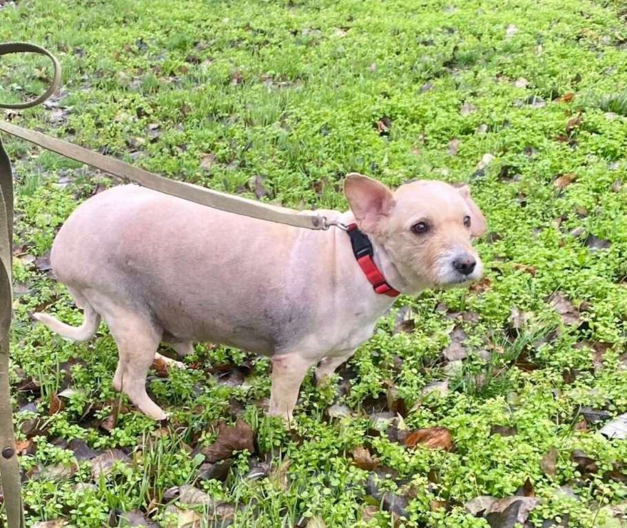 Собаки в Ростове-на-Дону: Филя тебя очень ждет! Мальчик, Бесплатно - фото 2