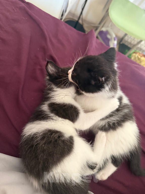 Кошки в Москве: Котята Мальчик, Бесплатно - фото 8