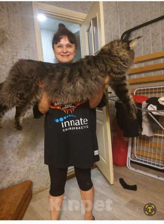 Кошки в Москве: Кошечка Девочка, 1 руб. - фото 3