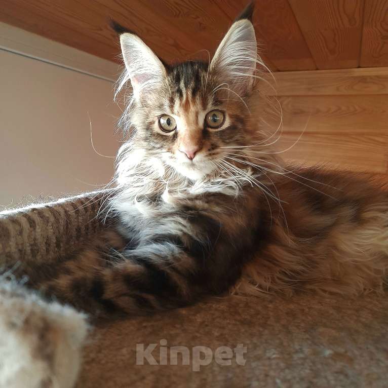 Кошки в Воткинске: Предлагается к продаже девочка Мейн -кун  Девочка, 45 000 руб. - фото 3