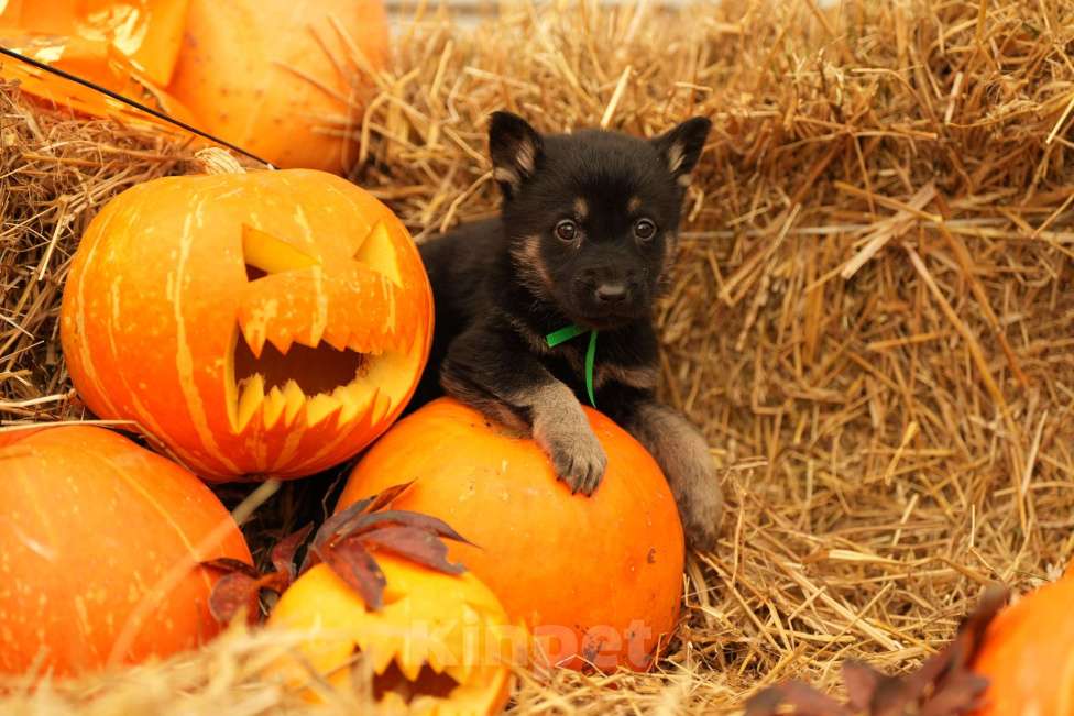 Собаки в Мурманске: Сука восточноевропейская овчарка Девочка, 60 000 руб. - фото 10